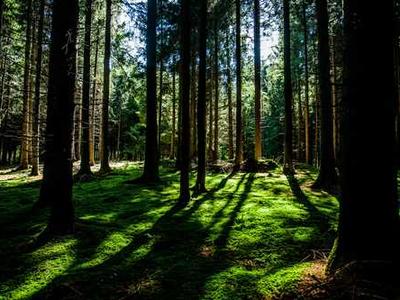 
        Trump and other populists will haunt NATO’s 75th birthday party
      