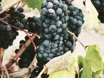 
        Russia’s friends are a motley—and shrinking—crew
      